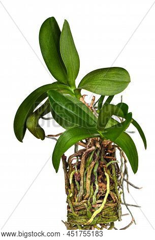 Orchid Flower And Its Long Root System On A White Background. Phalaenopsis Orchid Care, Maintenance 