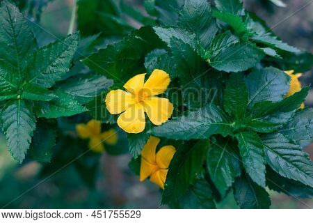 Fragrant Damiana Yellow Flower With Dark Green Leaves. Aphrodisiac And Antidepressant.