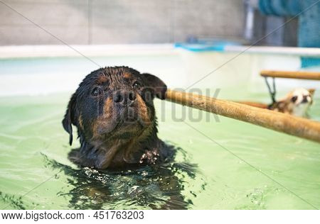 Young Rottweiler  And Re-education For Hydrotherapy In Swimming Pool
