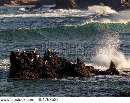Image Of A Group Of Seagulls On The River Beach. Meiras, Valdoviño, Spain.image Of A Group Of Seagul