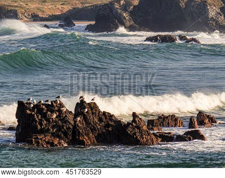 Image Of A Group Of Seagulls On The River Beach. Meiras, Valdoviño, Spain.