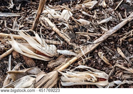 Corn Field After Harvest With Strewn Stover Over Disced Soil.
