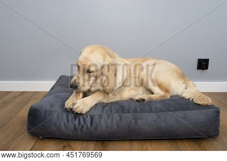 Young Male Golden Retriever Is Eating A Bone In A Playpen On Modern Vinyl Panels In The Living Room 