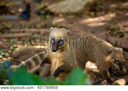 A Nosoha Animal In The Forest Is Looking For Food.