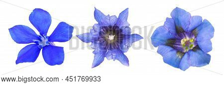 Set Of Various Gentians Isolated On White