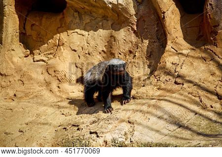 The Honey Badger Basks In The Sun On A Stone At The Zoo.