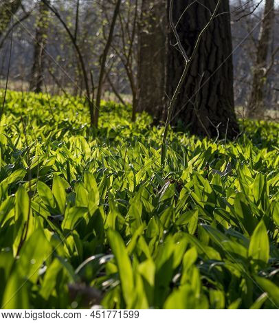 Wild Garlic (allium Ursinum) Green Leaves In The Forest. The Plant Is Also Known As Ramsons, Buckram