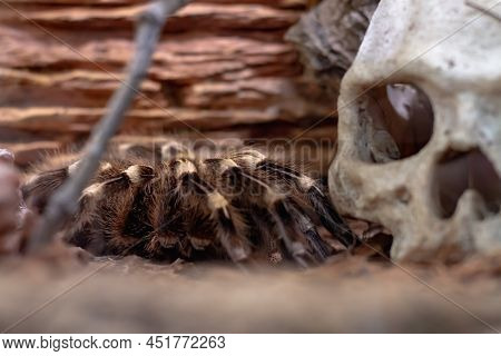 A Large Bird-eating Spider In A Terrarium Next To A Human Skull As A Symbol Of Death
