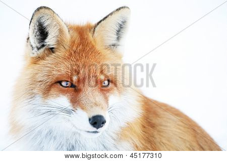 Fuchs im natürlichen Lebensraum