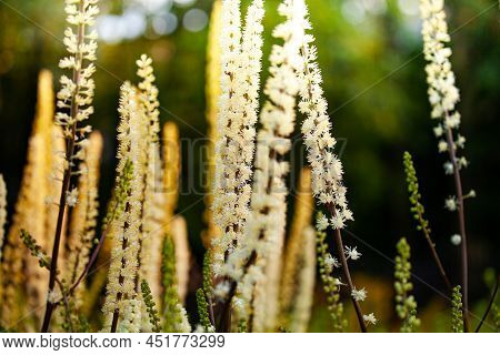 White Flowers Of Veronicastrum Over Green Garden Background