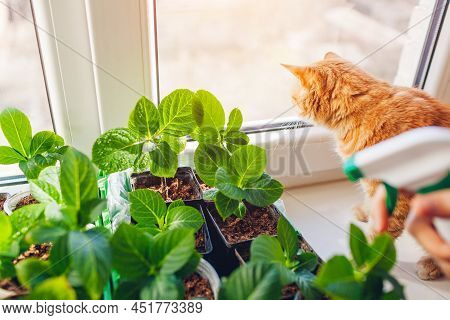 Gardener Spraying Bigleaf Hydrangeas With Water Taking Care Of New Plants With Cat. Growing Bushes F
