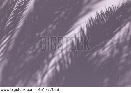 Purple Shadows Of Palm Tree Leaves On The Wall Backdrop