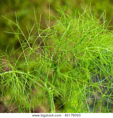 Fennikel (Foeniculum).