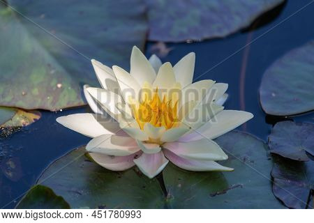 Close Up Of A Nymphaea Marliacea Chromatella Water Lily In Bloom