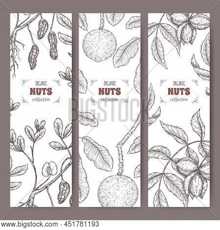 Three Labels With Pecan, Brazil Nut Peanut Branch And Nuts Sketch.