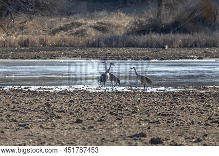 The Sandhill Crane (antigone Canadensis) On The River Bank