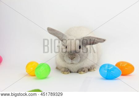 White Bunny On White Background With Easter Eggs