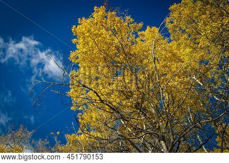 Yellow Aspen Autumn Leaves Against The Sky