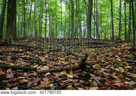 Summer In A Deciduous Forest Close To The Ground