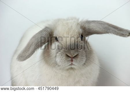 Close Up Of A White Lop-eared Rabbit On White Background