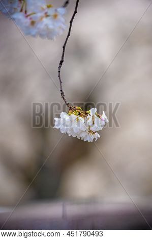 Cherry Blossom Flower Facing Down On A Spring Season