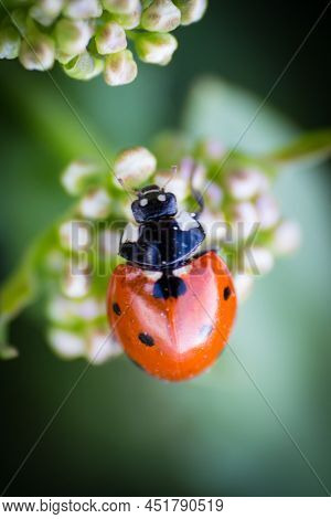 Close Up Of A Ladybug On Green Leaves