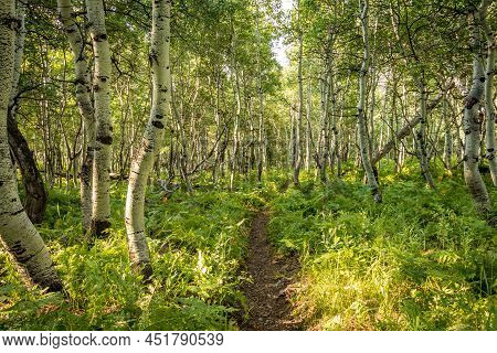 Trail Through Aspen Forest During The Summer