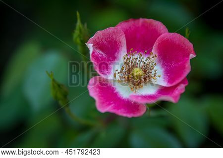 Close Up Of Pink Prairie Rose Flower With Shallow Depth Of Field