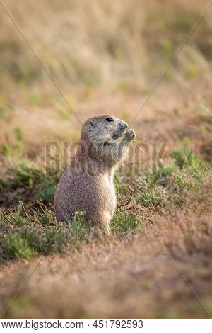 A Close Up Of Prairie Dog Eating Grass