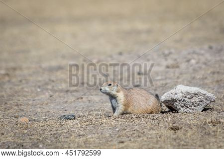 A Close Up Of Prairie Dog Eating Grass