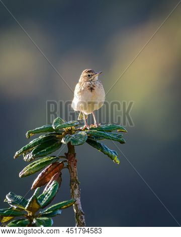 Beautiful Paddyfield Pipid Bird Front View, Sitting On Top Of An Azalea Tree Close-up Shot.