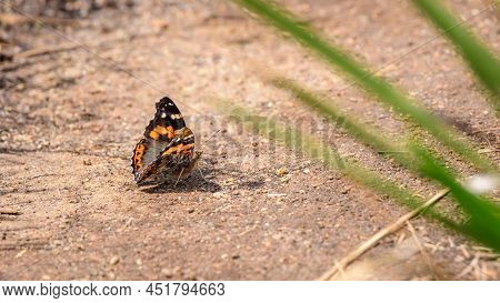 Red Admiral Butterfly On The Ground. Sipping Salts And Minerals From The Soil. Beautiful Butterfly S