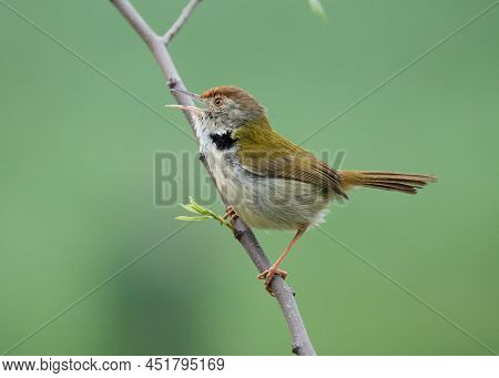 A Dark-necked Tailorbird(orthotomus Atrogularis) Is Singing In Taipa Houses-museum, Macao, China.
