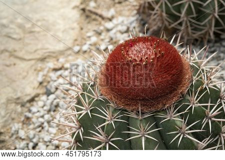 Close-up Of Melocactus With Round Shape, Sharp Spines, And Small Pink Flowers On The Top For An Orna