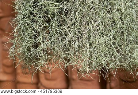 Spanish Moss (tillandsia Usneoides) With Slender Stems As Lines, Thin, Curved, And Curly. Use As A G