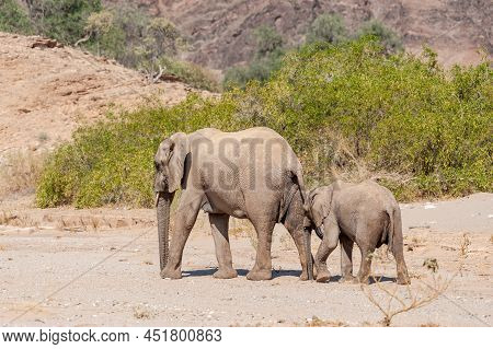 Closeup Of Two African Desert Elephant - Loxodonta Africana- Wandering In The Desert In North Wester