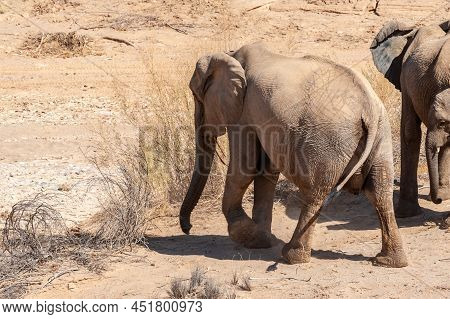 Closeup Of Two African Desert Elephant - Loxodonta Africana- Wandering In The Desert In North Wester