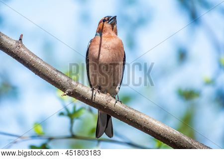 Common Chaffinch, Fringilla Coelebs, Sits On A Branch In Spring On Green Background. Common Chaffinc