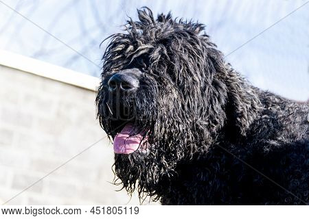 Friendly Shaggy Black Dog, Shepherd Dog Posing, Pet On Spring Walk, Hungarian Pulli