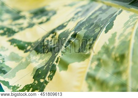 Closeup Focus To Alocasia Macrorrhizos Variegated Leaf