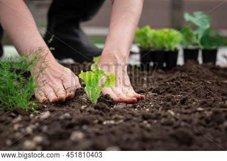Caucasian Female Hands Transplanting Lettuce Seedlings In Dark Fertile Soil, Prepared By Loosening, 
