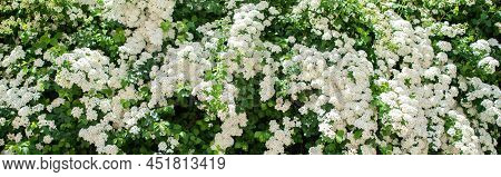 White Spiraea Meadowsweets Bush In Bloom. Buds And White Flowers Of Germander Meadowsweet. Delicate 