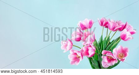 Banner With Beautiful Pink White Tulips On Blue Background, Greeting Card For Mothers Day, Women Day