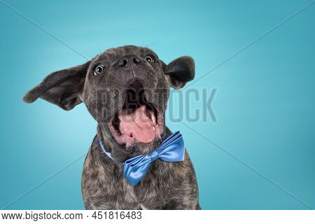 Crazy Portrait Of Brindle Cane Corso Dog Puppy, Siting Up Facing Front Wearing A Blue Satin Bow Tie 
