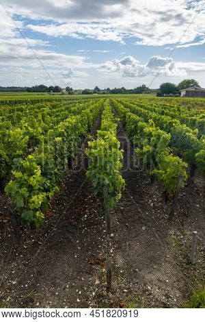 Typical vineyards near Saint-Julien-Beychevelle, Bordeaux, Aquitaine, France