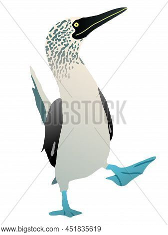 Gannet Bird With A Blue Foot. Flat Vector Booby Solan Illustration Figure Isolated