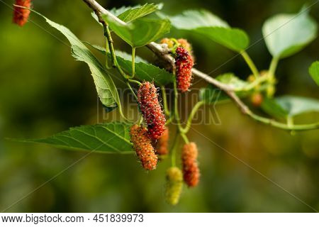 Silkworm , Russian, White Mulberry Or Morus Alba, That Is Used As A Herbal Medicine. It Has Long Bee