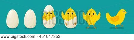 Chicken From Egg. Easter Chickens. Chick Hatch From Cracked Egg. Cute Birds With Character. Yellow E
