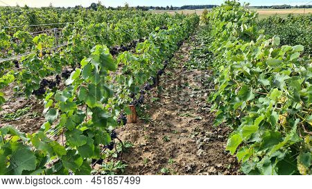 Large Vineyard Plantation On The Outskirts Of Village On Cloudy Autumn Day.