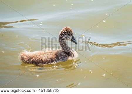 Beautiful Baby Cygnet Mute Swan Fluffy Grey And White Chicks. Springtime New Born Wild Swans Birds I